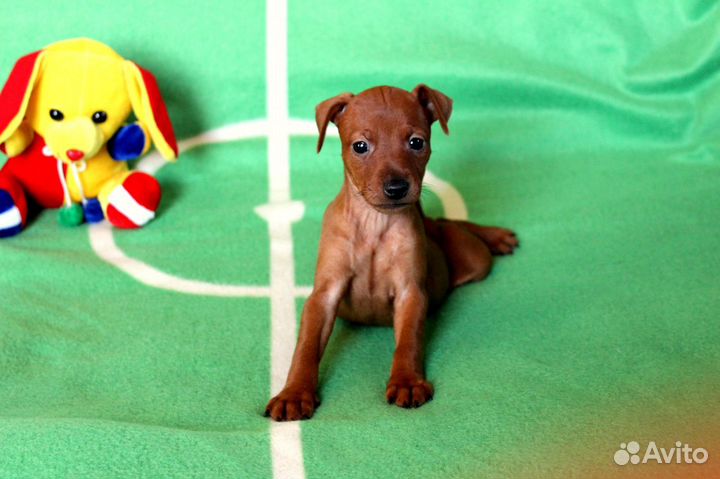 Цвергпинчер(карликовый пинчер)