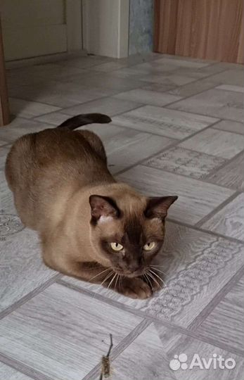 Бурманская кошка