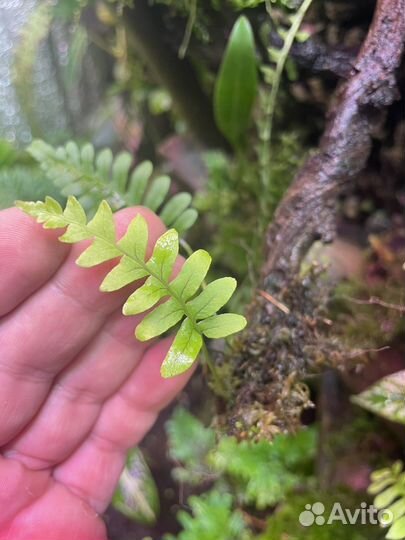 Тропические растения