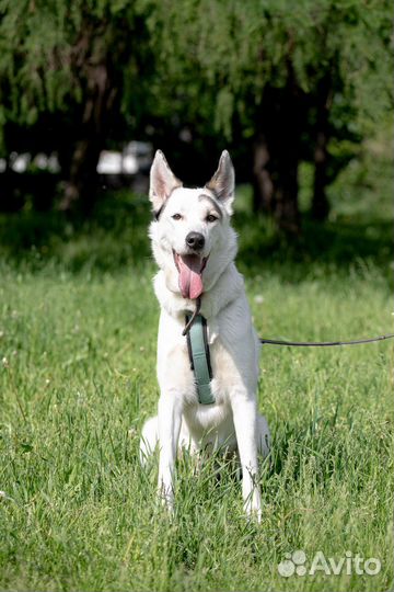 Собака в дар западно-сибирская лайка бесплатно