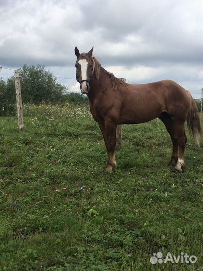 Лошадь жеребец