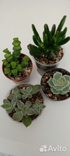 Суккуленты 2