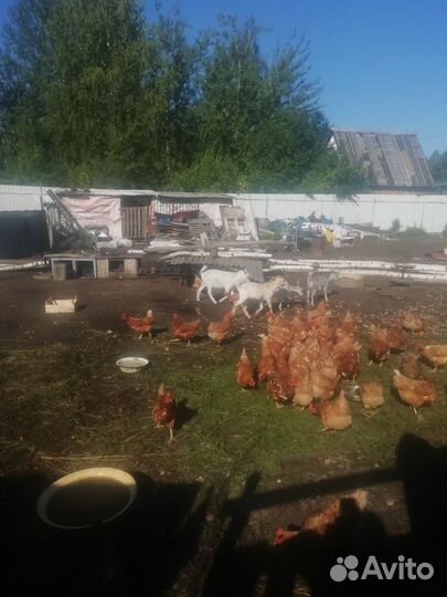 Куры несушки продам