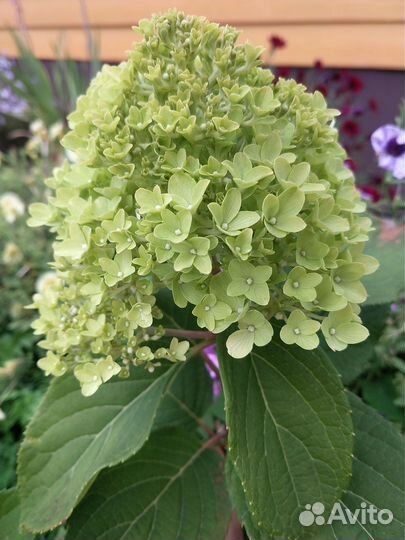 Гортензия Мохито