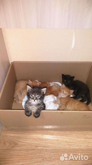 Котята мейн-кун