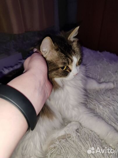 Передержка животных (любых)