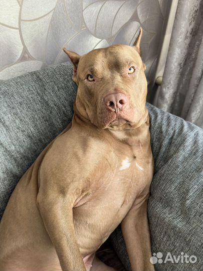 Питбуль Red Nose вязка, кобель 2,5 года