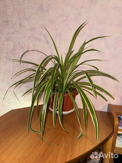 Хлорофитум