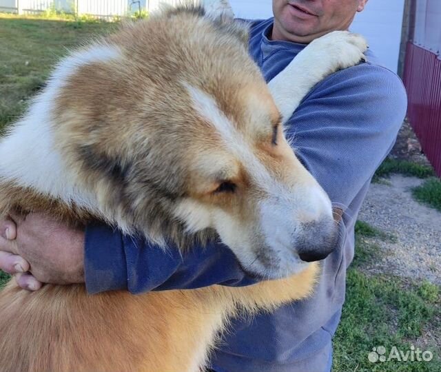 Щенки алабая