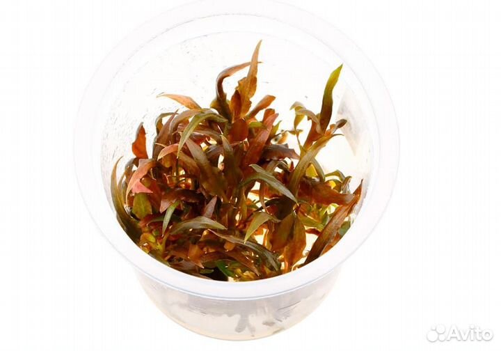 Криптокорина Вендта Ми Ойя (Cryptocoryne wendtii
