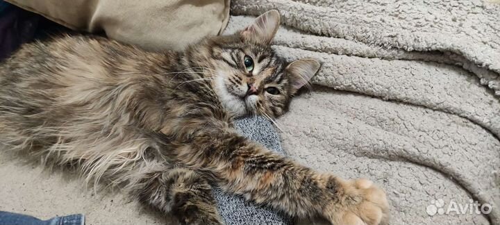 Молодая миниатюрная кошка Юкико в дар