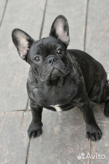 Французский бульдог