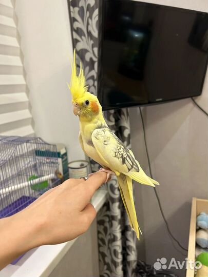 Ручные попугаи Кореллы