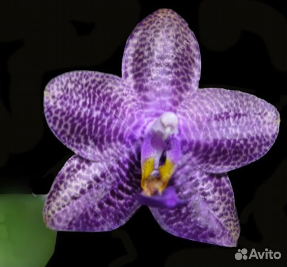 Орхидея Фаленопсис Mok Choy Yew blue, мериклон