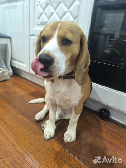 Продаю Бигля 2,5 года