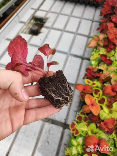 Рассада однолетних цветы