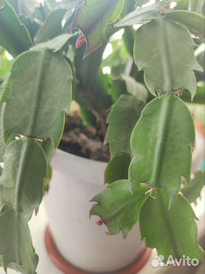 Декабрист шлюмбергера сортовые