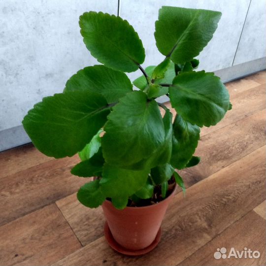 Каланхоэ лечебный