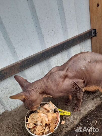 Кот ищет дом