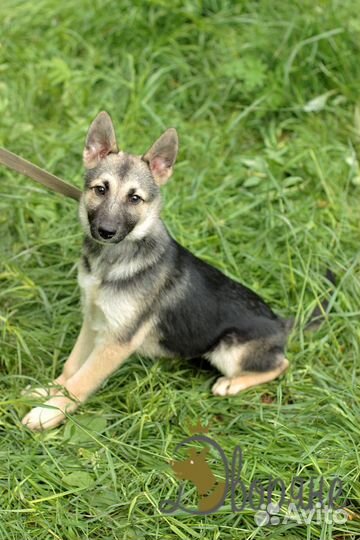 Рэкс ищет семью