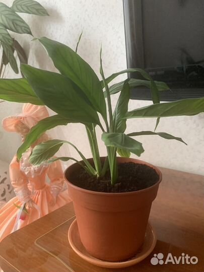 Спатифиллум или женское счастье