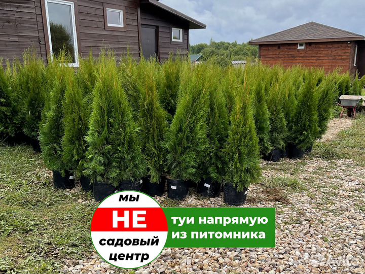 Туи смарагд 1 м свежая копка 2023