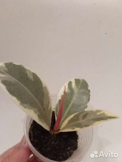 Редкие сортовые фикусы