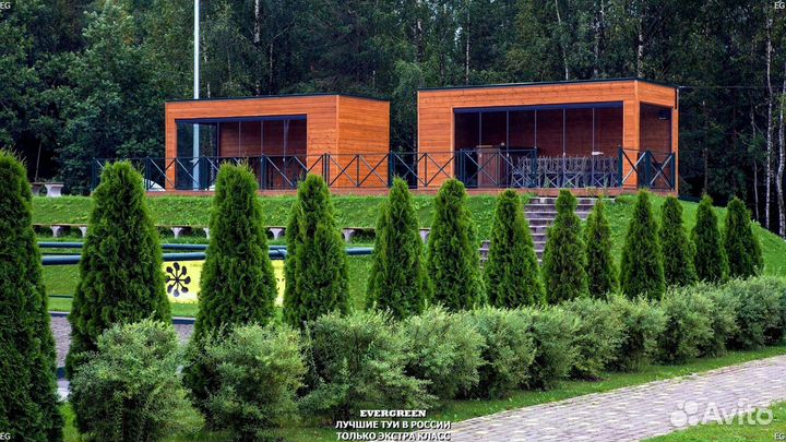 Туи колумна