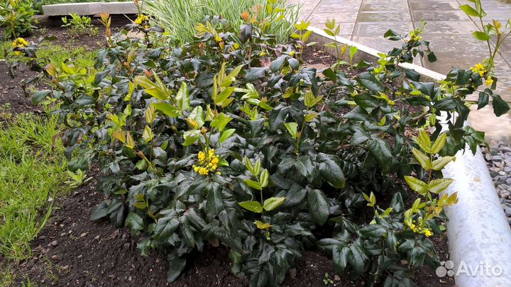 Барбарисы, лаванда, перовския, магония, бузина