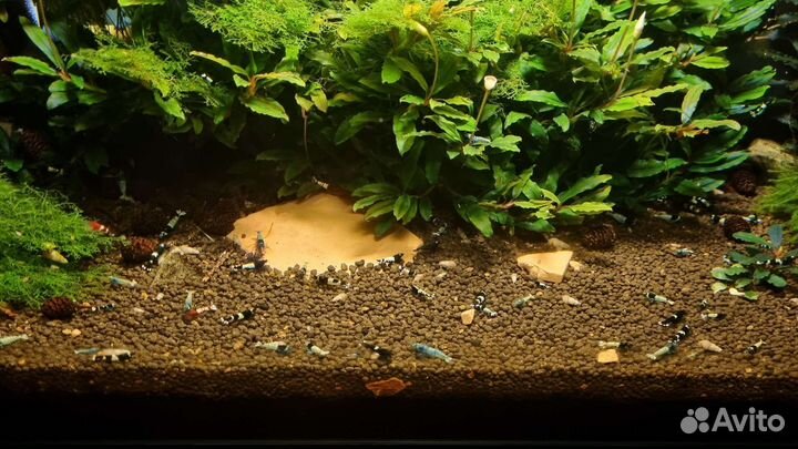 Аквариумные креветки