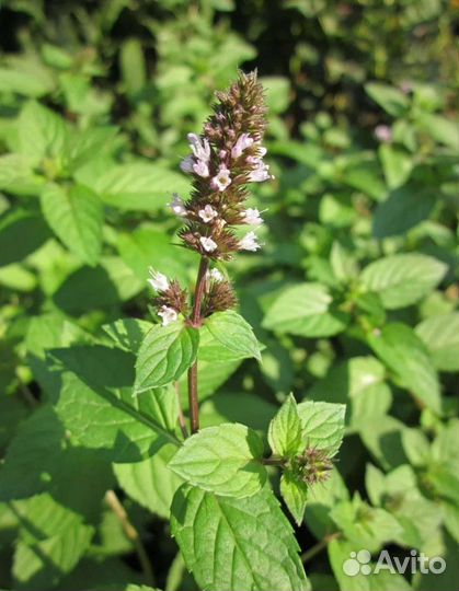 Мята, мелисса