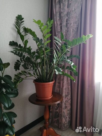 Замиокулькас