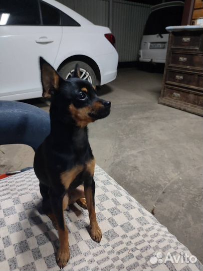 Бронь на щенков