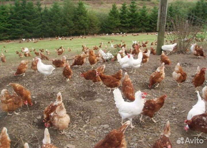 Куры-несушки