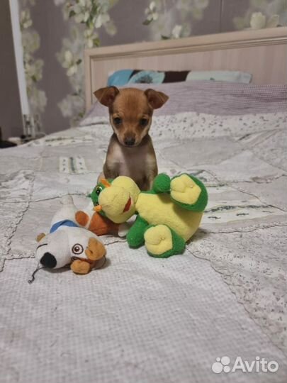 Щенки той-терьер