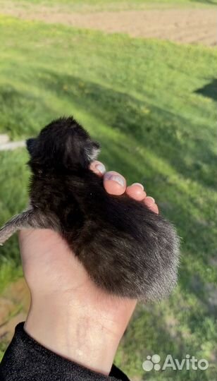 Котенок в добрые руки