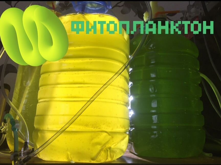 Фитопланктон