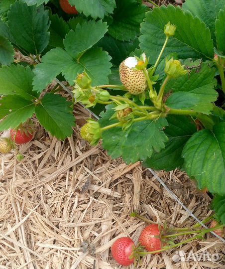 Рассада клубники