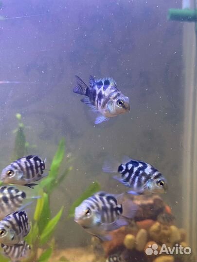 Сапфировый попугай