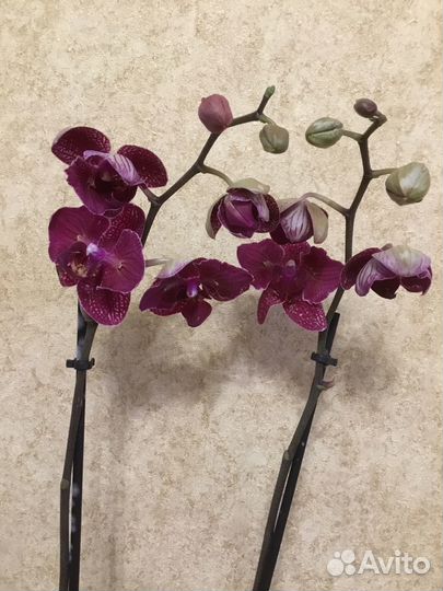 Орхидея бабочка 
