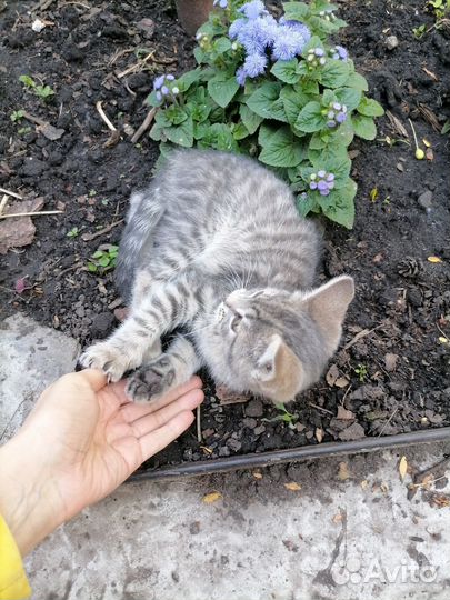 Отдам котят в хорошие руки