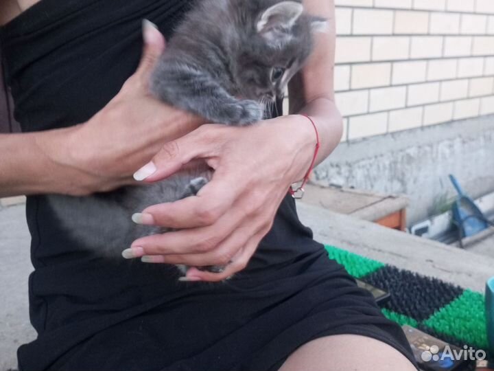 Котенок в добрые руки