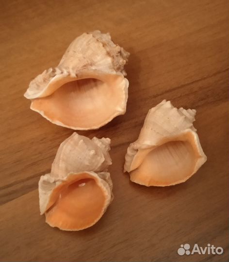 Ракушки для аквариума