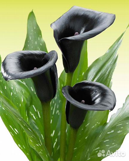 Луковицы каллы, амарилис