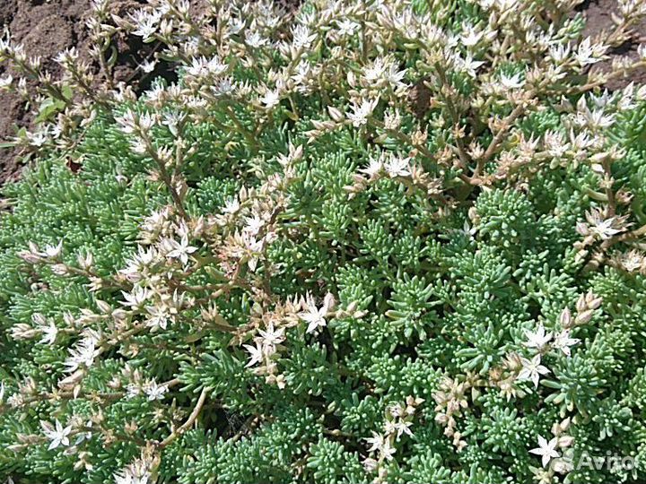 Травы почвопокровные