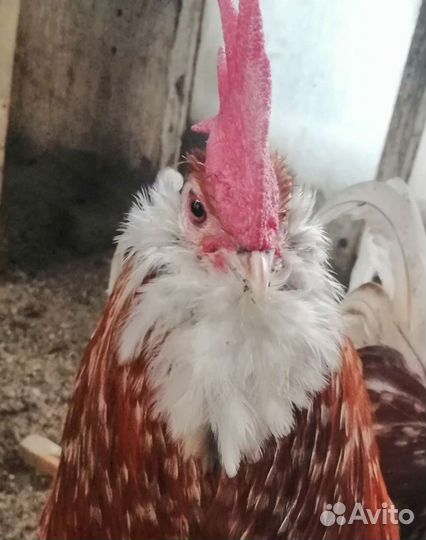 Инкубационное яйцо Тюрингских бородатых Шамуа