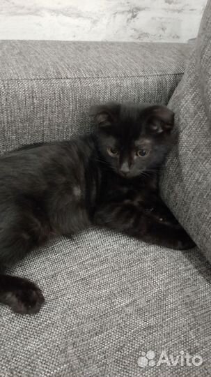 Вислоухий котик в добрые руки