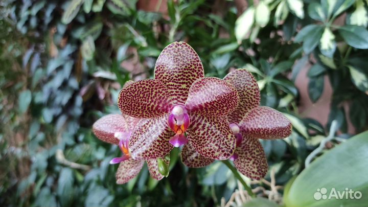 Орхидея Phal. Palace Reef, LD Gigan Sun и другие