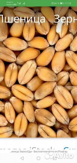 Продам пшеницу