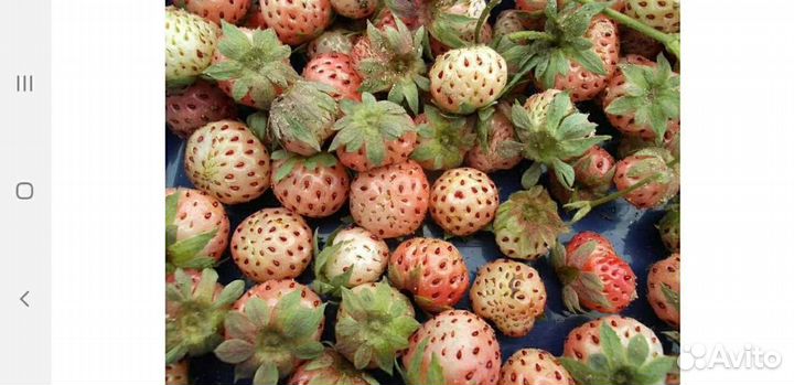 Земляника ананасная усы, клубника кимберли